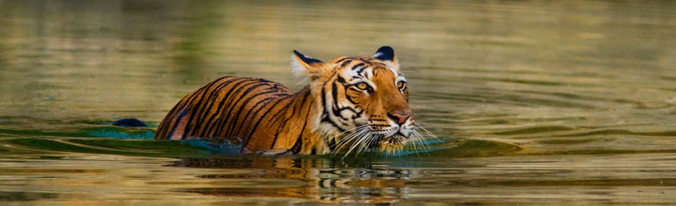 Ranthambore Tour Planner | Ashoka Holidays