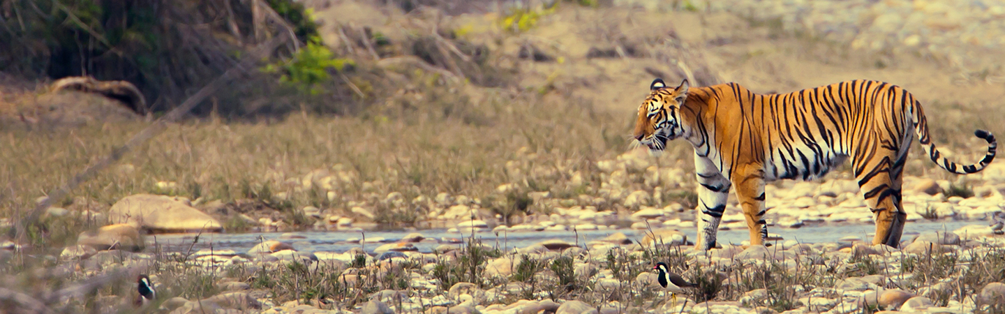 Ranthambore Tour Planner | Ashoka Holidays