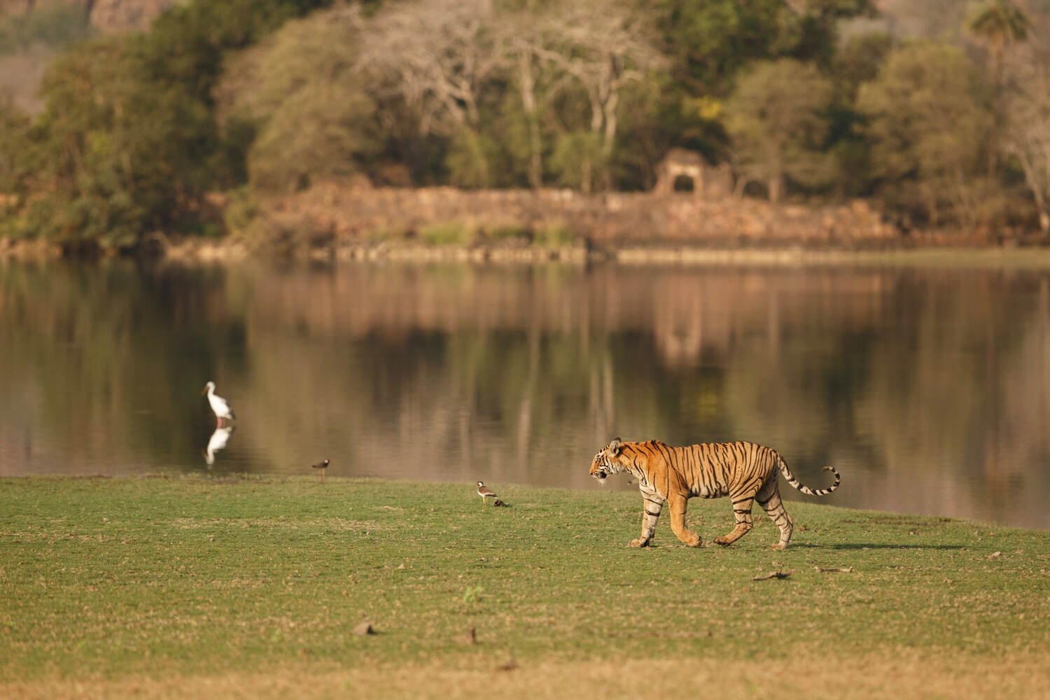 Ranthambore Tour Planner | Ashoka Holidays